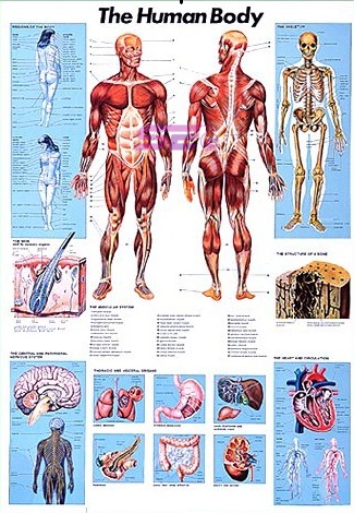 The Human Body Chart